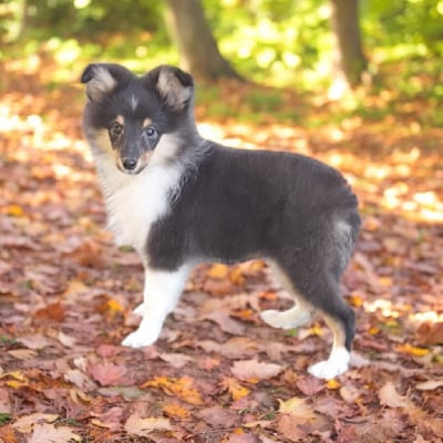 Les chiots de Shetland Sheepdog