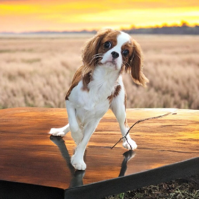 Les chiots de Cavalier King Charles Spaniel