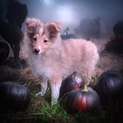 Les chiots de Shetland Sheepdog