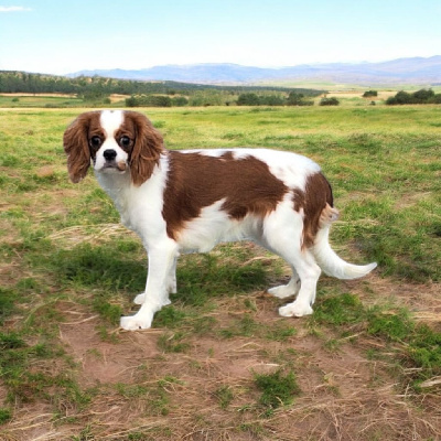 Les chiots de Cavalier King Charles Spaniel