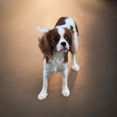 Les chiots de Cavalier King Charles Spaniel