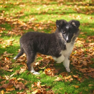 Les chiots de Shetland Sheepdog