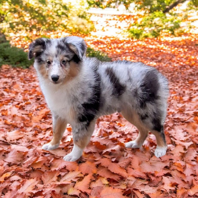 CHIOT 1 - Shetland Sheepdog