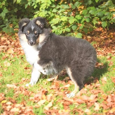 Les chiots de Shetland Sheepdog