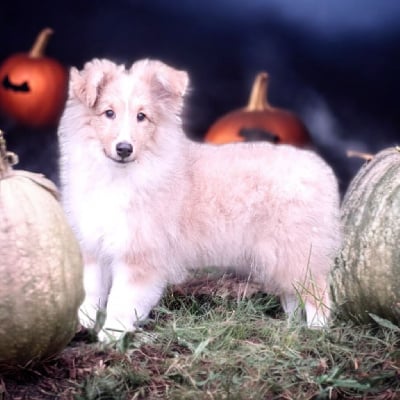 Les chiots de Shetland Sheepdog