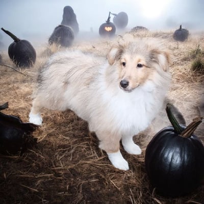 Les chiots de Shetland Sheepdog