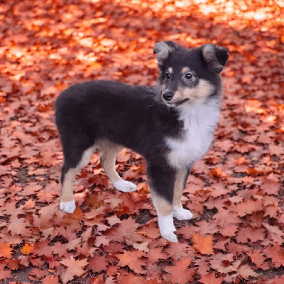 CHIOT 2 - Shetland Sheepdog