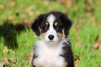 Les chiots de Berger Australien