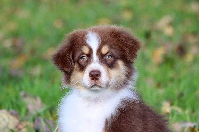 Les chiots de Berger Australien