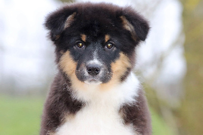 Les chiots de Berger Australien