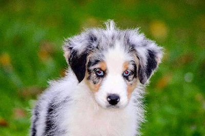 Les chiots de Berger Australien