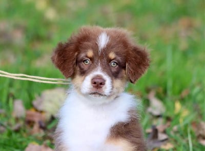 Les chiots de Berger Australien