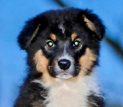 Les chiots de Berger Australien