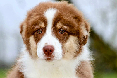 Les chiots de Berger Australien