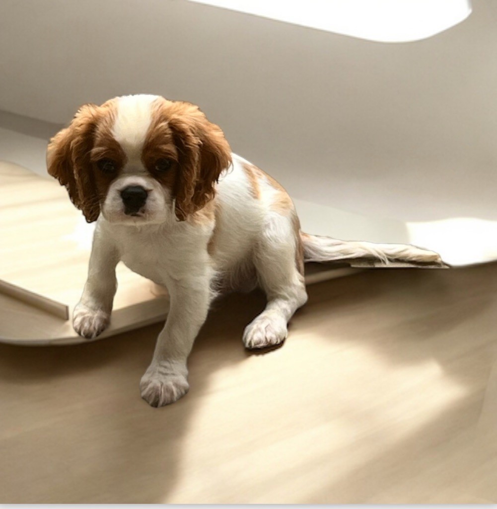 bebe collier noir - Cavalier King Charles Spaniel