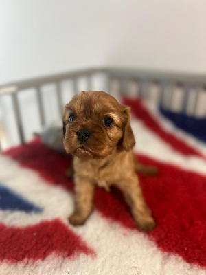 Les chiots de Cavalier King Charles Spaniel