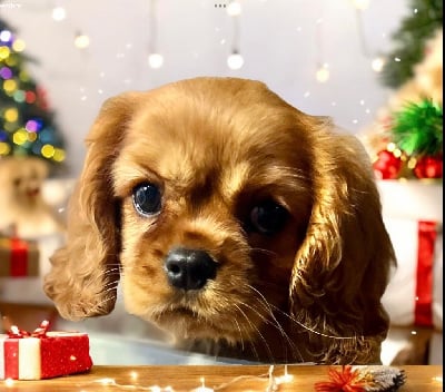 Les chiots de Cavalier King Charles Spaniel