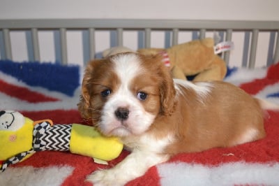 Les chiots de Cavalier King Charles Spaniel