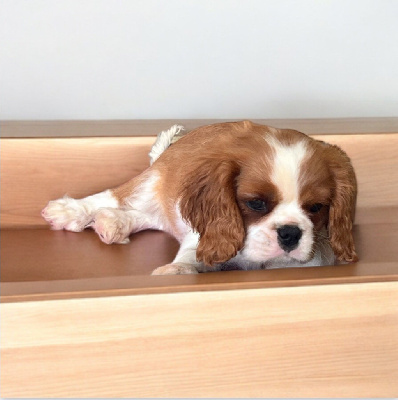 Les chiots de Cavalier King Charles Spaniel