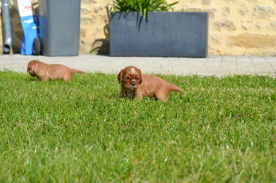 Les chiots de Cavalier King Charles Spaniel