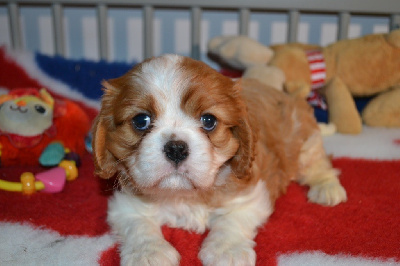 Les chiots de Cavalier King Charles Spaniel