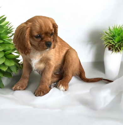 Les chiots de Cavalier King Charles Spaniel