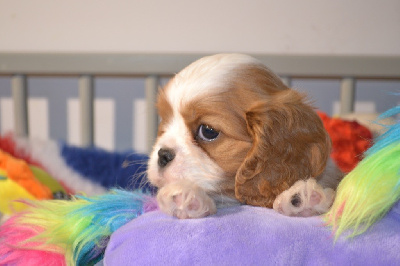 Les chiots de Cavalier King Charles Spaniel