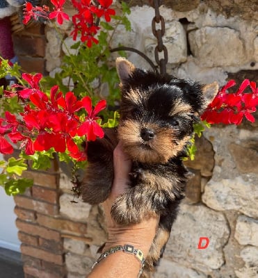 Les chiots de Yorkshire Terrier