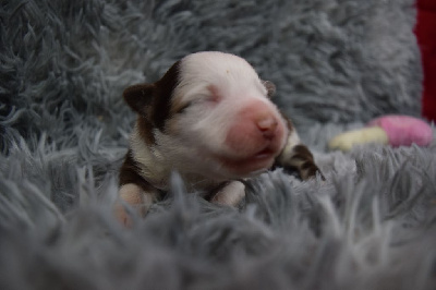 Les chiots de Berger Américain Miniature 