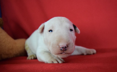 Les chiots de Bull Terrier