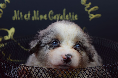 Les chiots de Berger Américain Miniature 