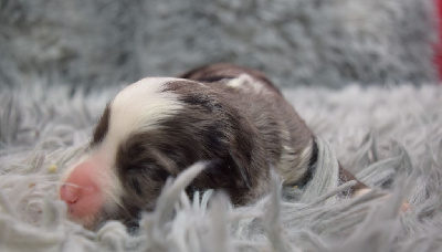 Les chiots de Berger Américain Miniature 