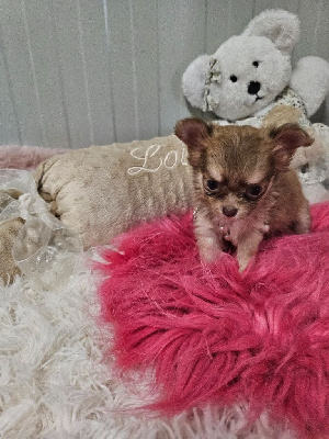 Les chiots de Chihuahua