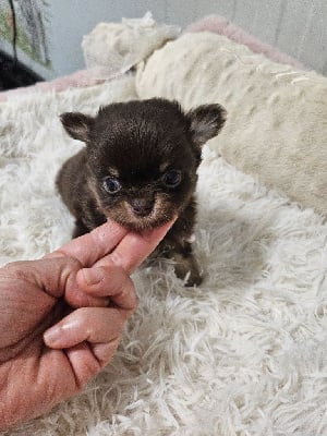 Les chiots de Chihuahua