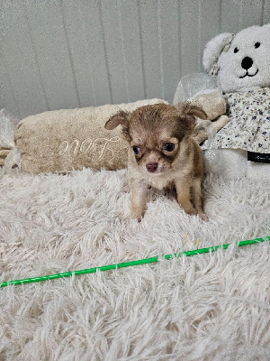 Les chiots de Chihuahua