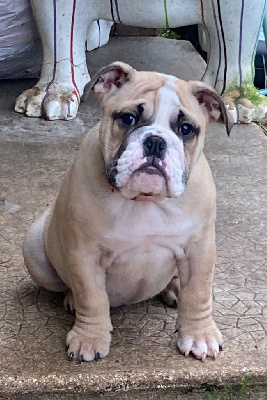 Les chiots de Bulldog Anglais