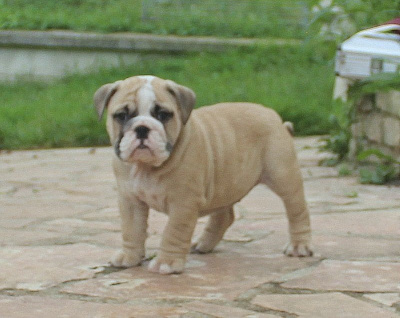 Les chiots de Bulldog Anglais