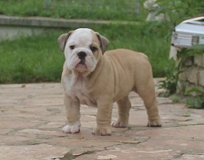 Les chiots de Bulldog Anglais