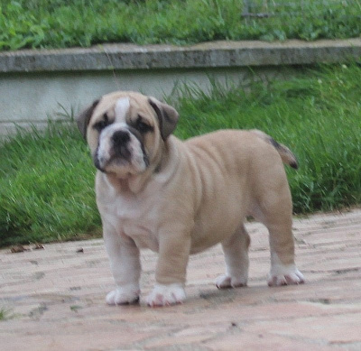 Les chiots de Bulldog Anglais