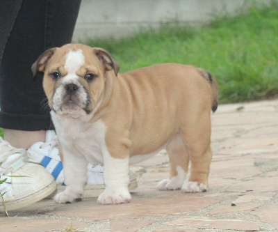 Les chiots de Bulldog Anglais