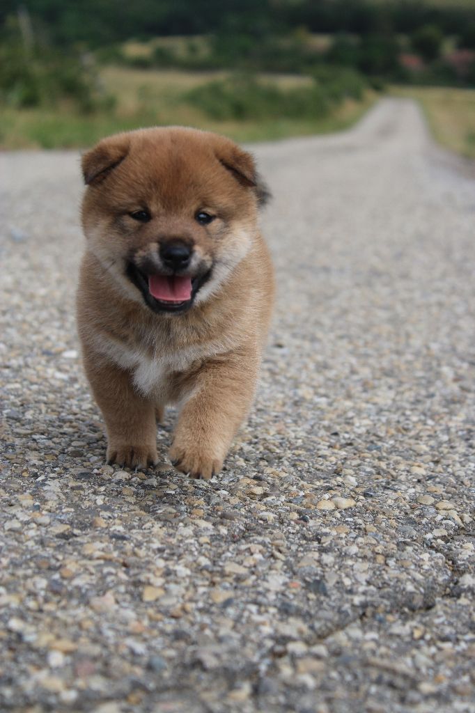 CHIOT 1 - Shiba