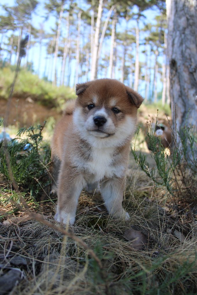 CHIOT 4 - Shiba