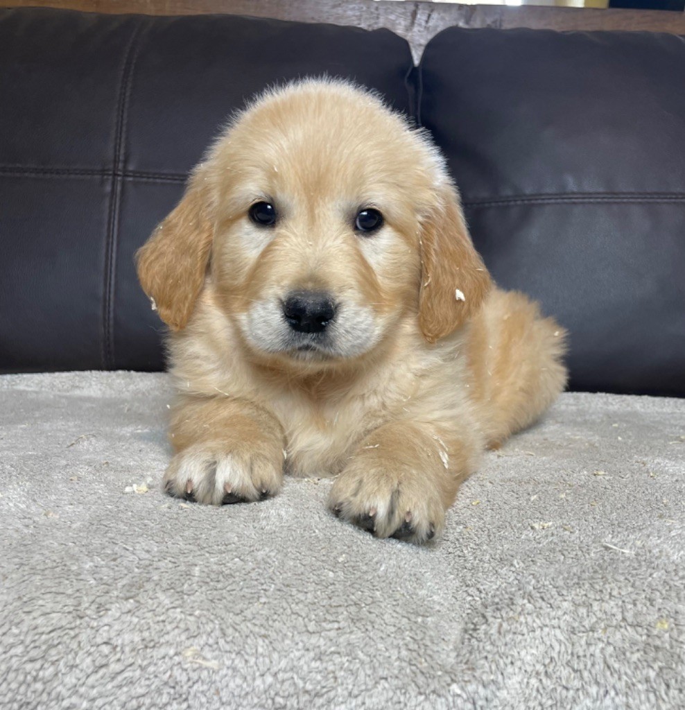 CHIOT 6 - Golden Retriever