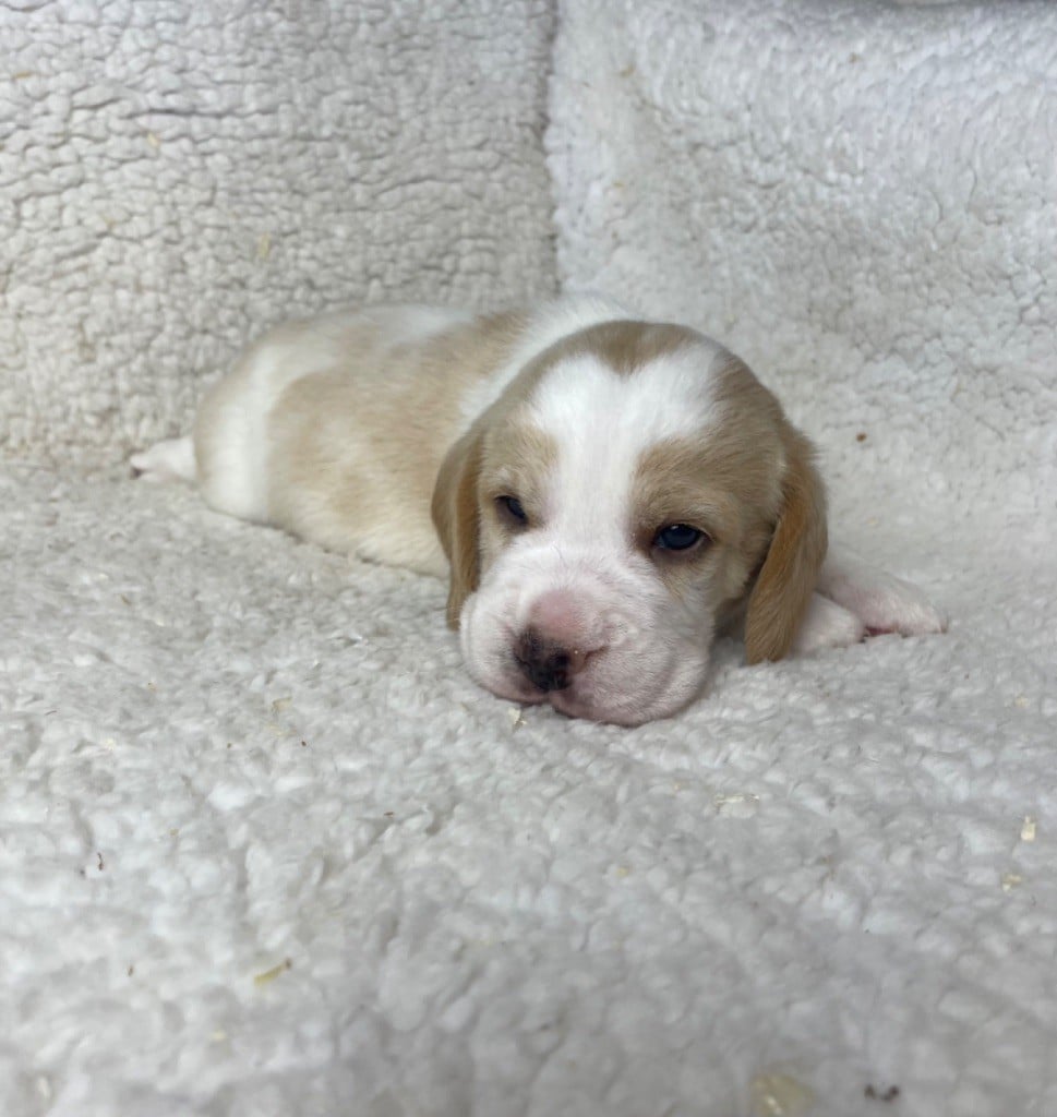 CHIOT 3 - Beagle