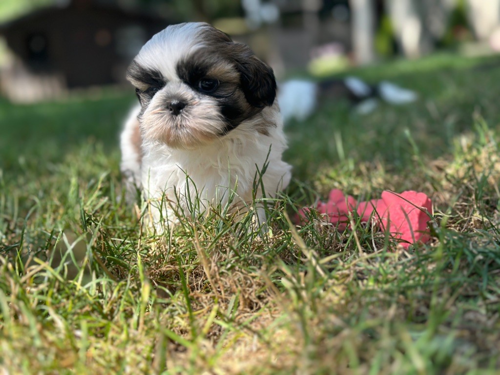 CHIOT 4 - Shih Tzu