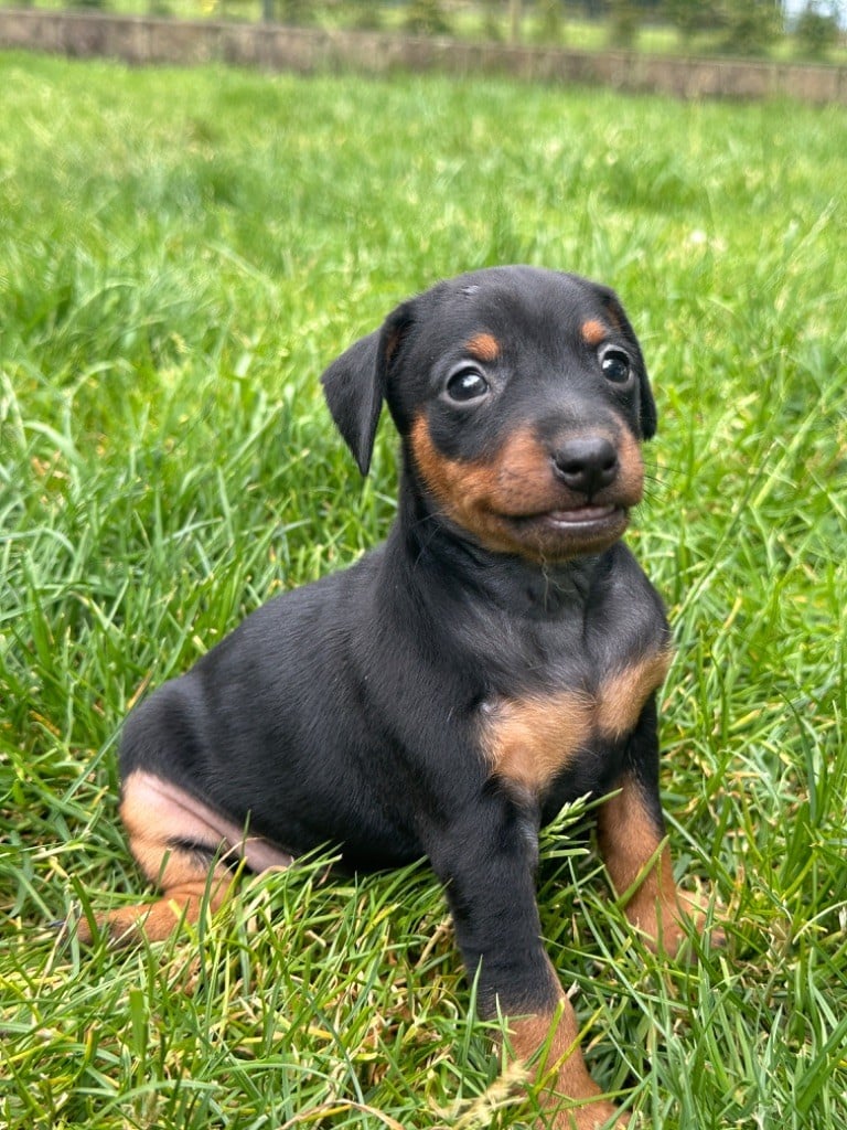 CHIOT 2 - Pinscher nain