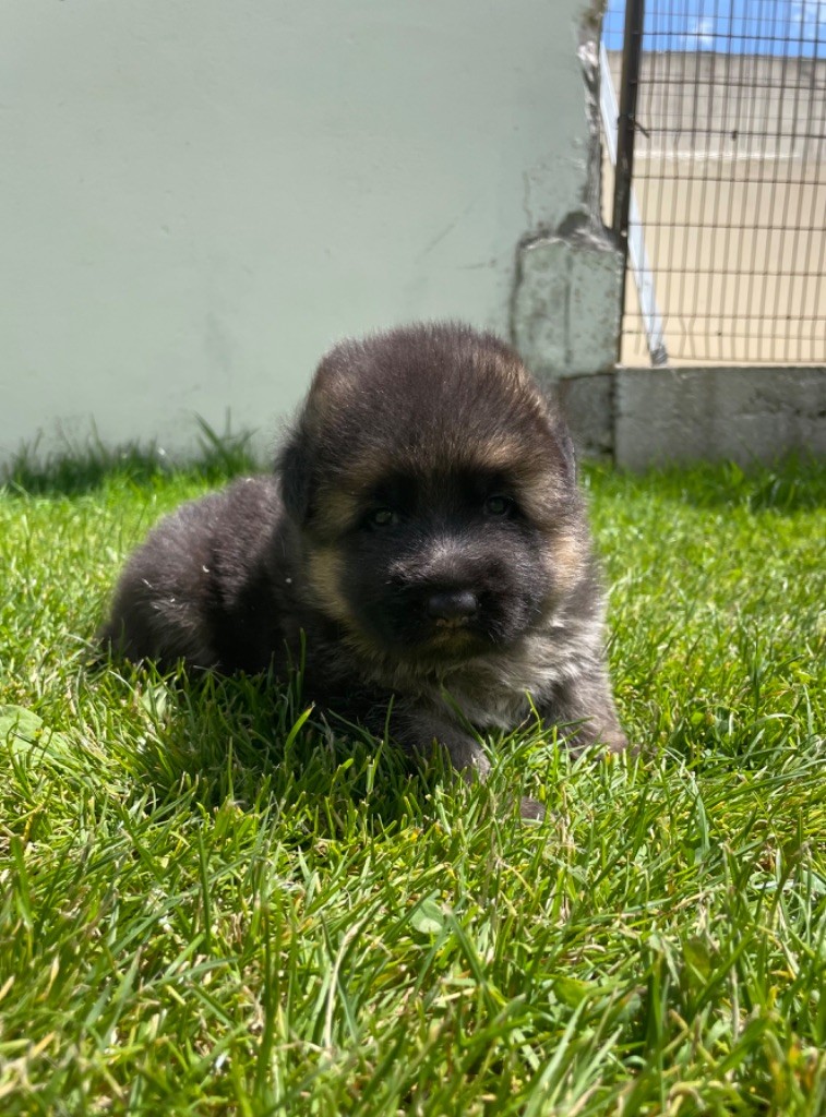 CHIOT 2 - Berger Allemand