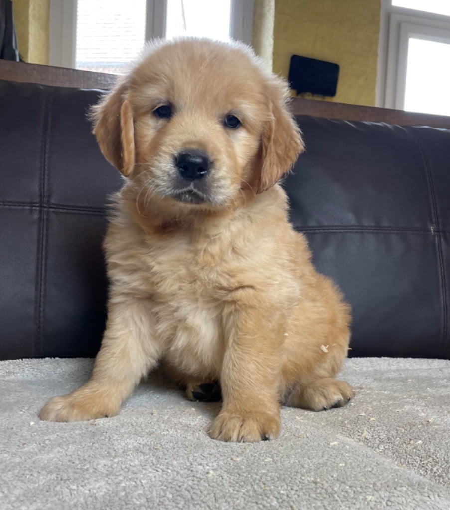 CHIOT 3 - Golden Retriever