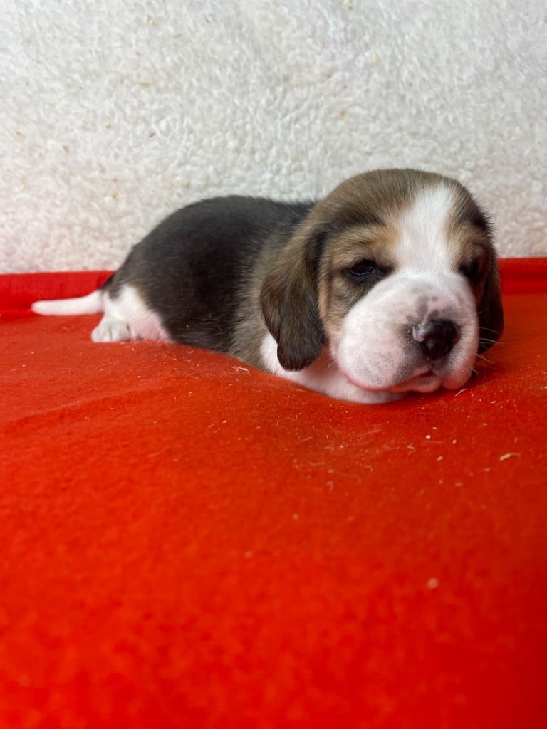 CHIOT 2 - Beagle