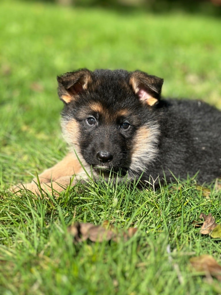 CHIOT 1 - Berger Allemand